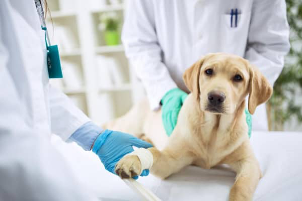 Quels sont les meilleurs antidouleurs pour les chiens ?