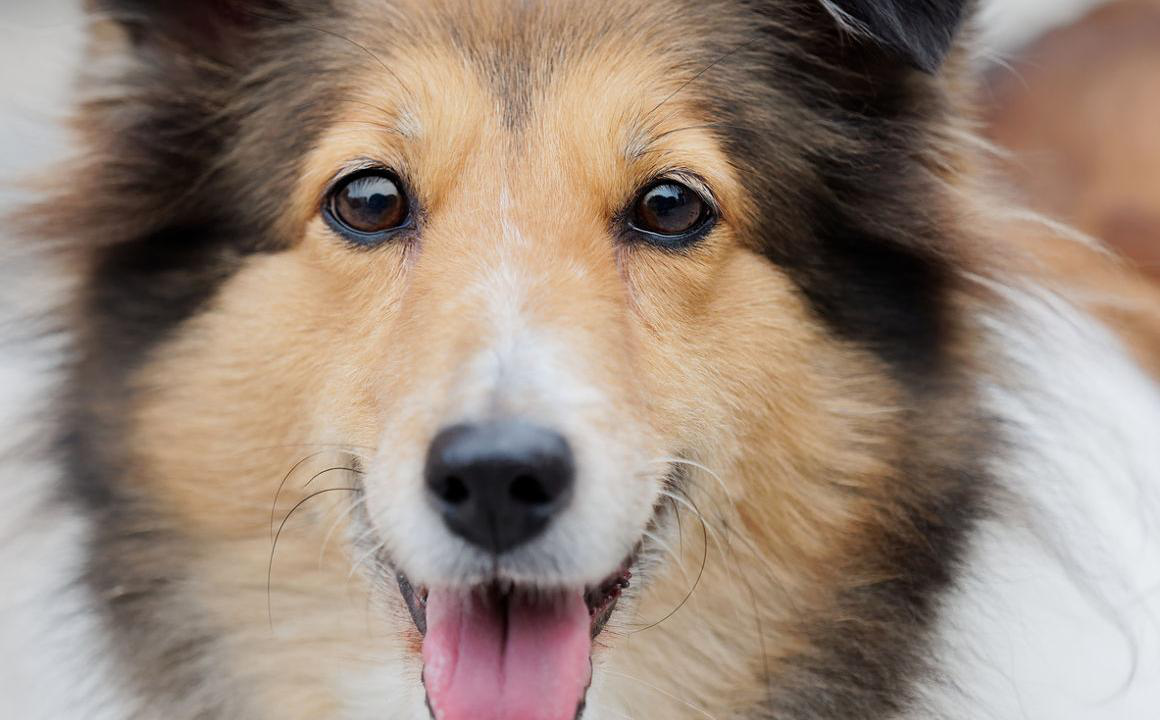 Cataratas en perros, &iquest;qu&eacute; son y c&oacute;mo identificarlas?