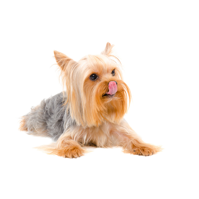 Om&eacute;ga 3 pour chien: a quoi servent-ils?