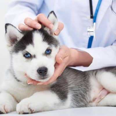 Caca o heces con sangre en perros: &iquest;por qu&eacute; ocurre?