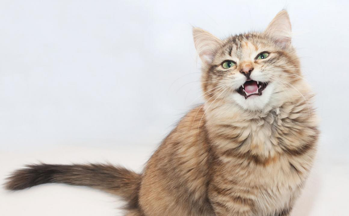 Mon chat miaule sans arr&ecirc;t