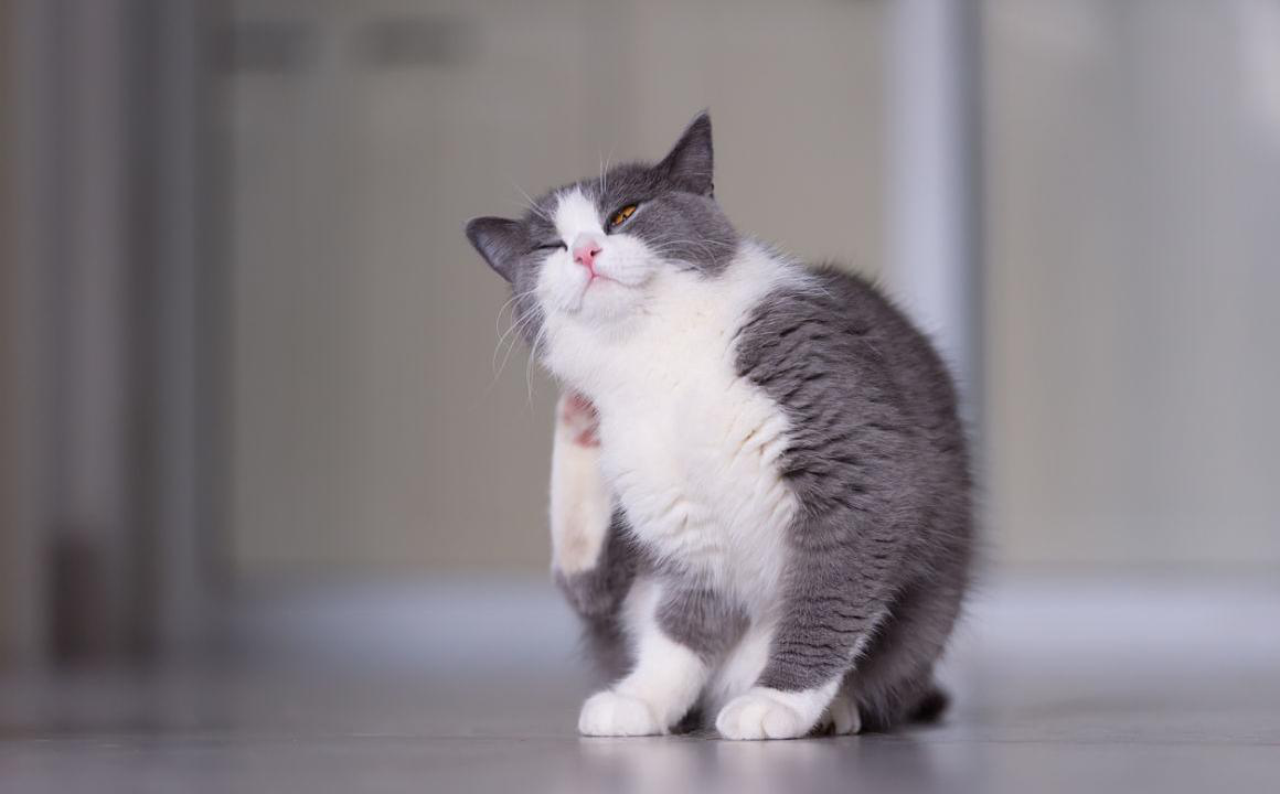 C&oacute;mo saber si mi gato tiene pulgas