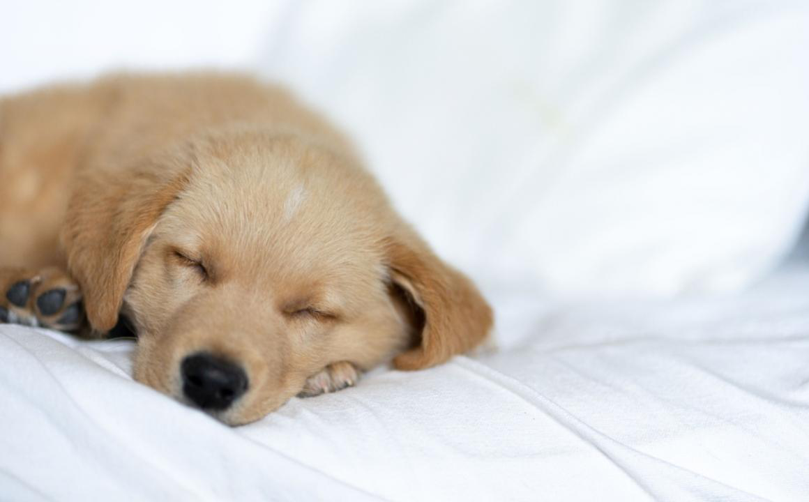 Combien de temps dort un chiot ?