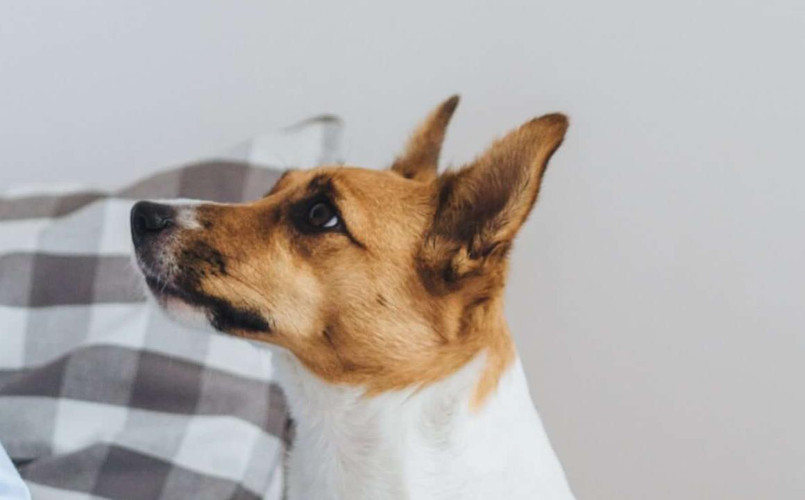 Il mio cane ha la diarrea: cause e rimedi