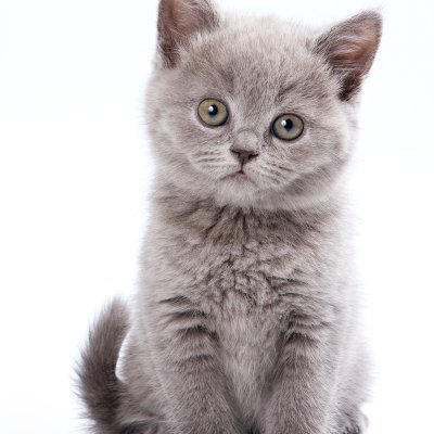 Insuficiencia renal en gatos j&oacute;venes