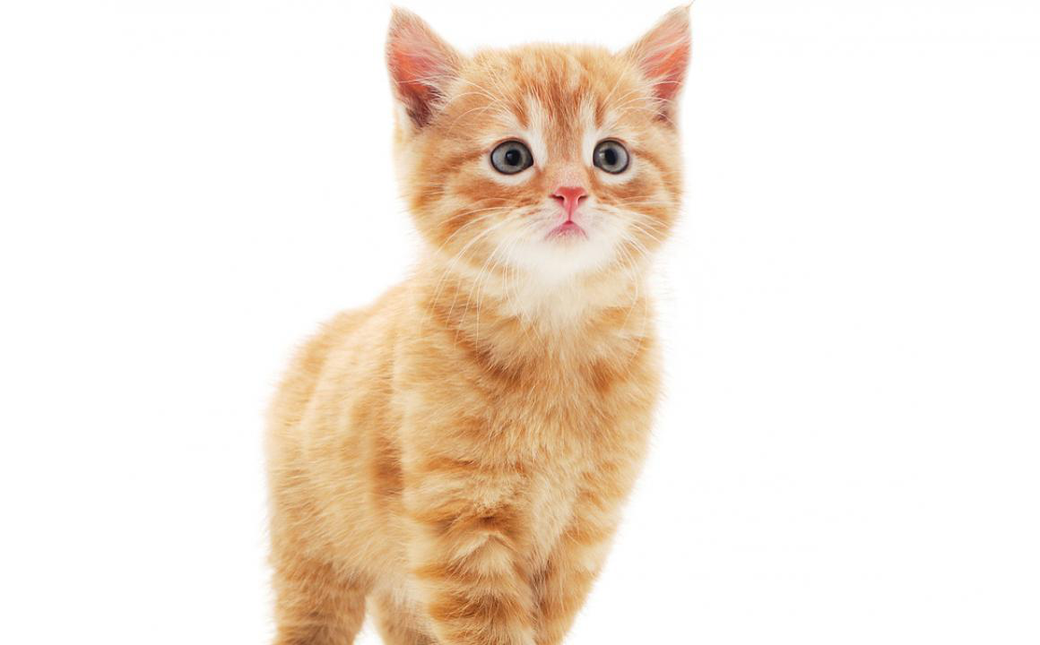 7 consigli da seguire con un nuovo gatto in casa