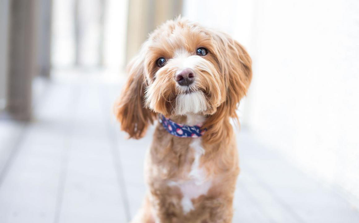 Poux chez le chien : est-ce possible ?
