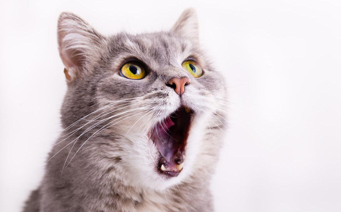 GATTI CON LA BOCCA APERTA: QUAL &Egrave; IL MOTIVO?