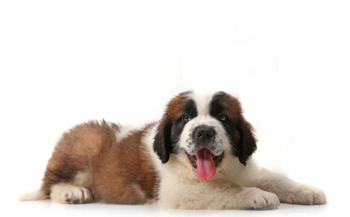 San Bernardo. Caracter&iacute;sticas y tama&ntilde;o