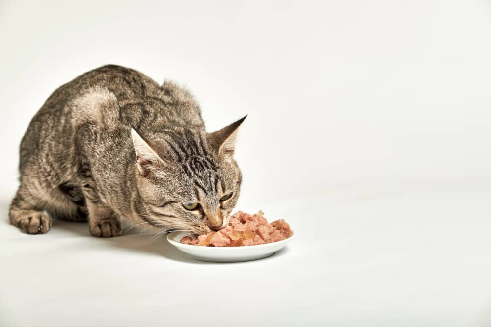 cuanta-comida-humeda-debe-comer-un-gato-01.jpg