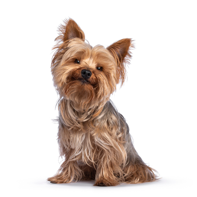 &iquest;Qu&eacute; frutas pueden comer los perros y qu&eacute; beneficios nutricionales les proporcionan?