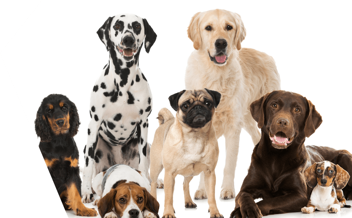 DOG BREEDS: WHAT EXACTLY ARE THEY?