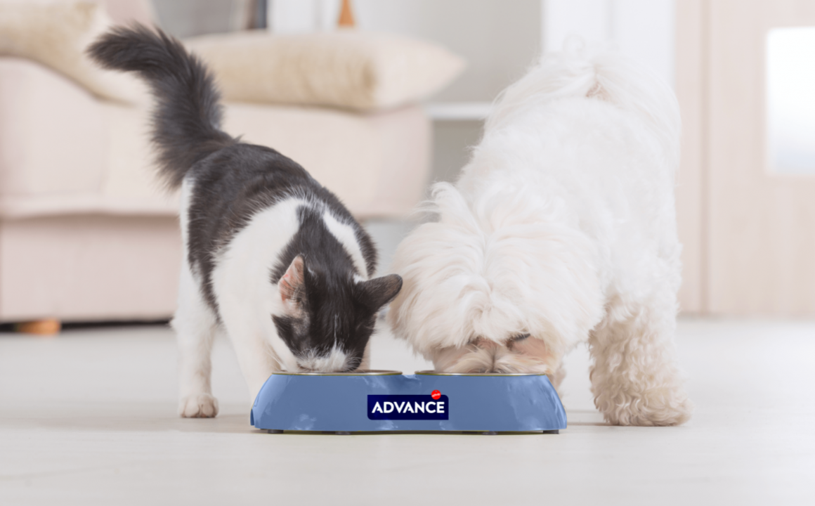 Comment renforcer le syst&egrave;me immunitaire de votre chien ou de votre chat