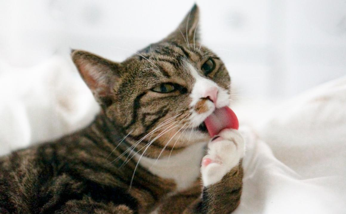 Perch&eacute; il mio gatto zoppica?