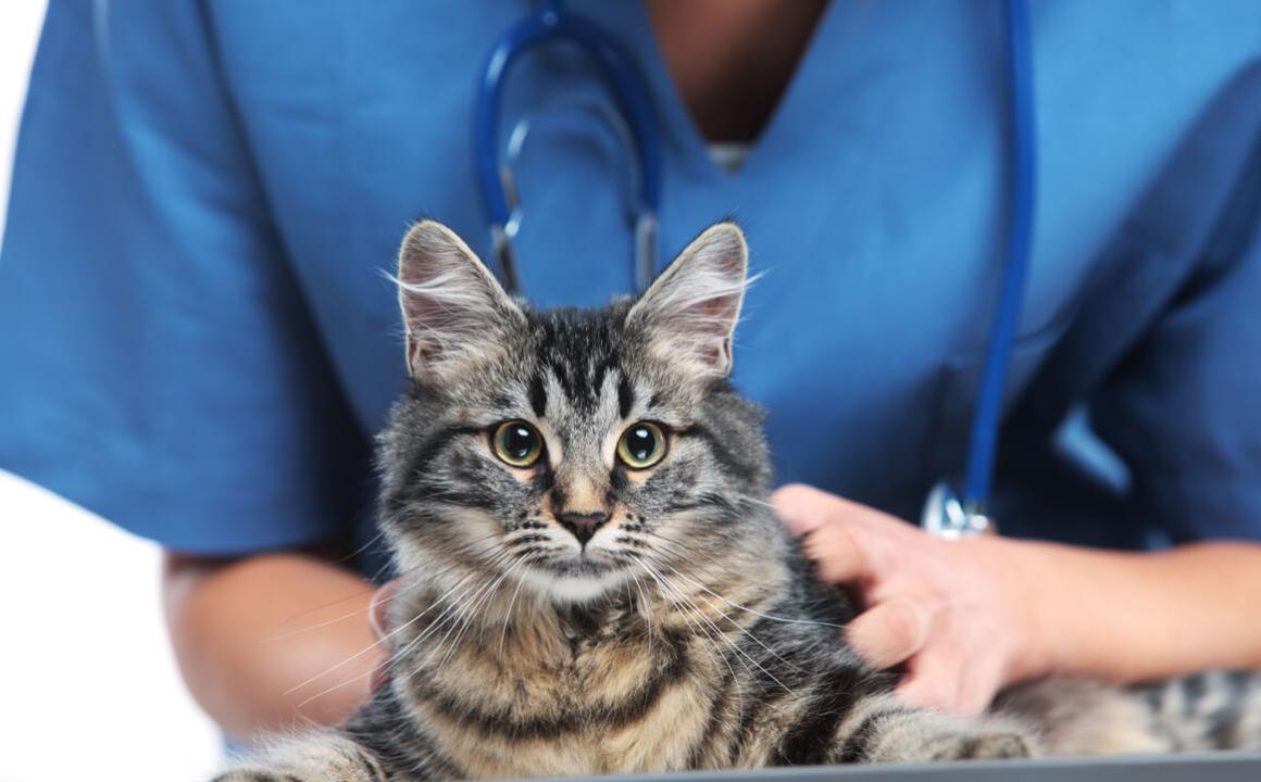 Chaleurs chez le chat : phases, comportement et conseils