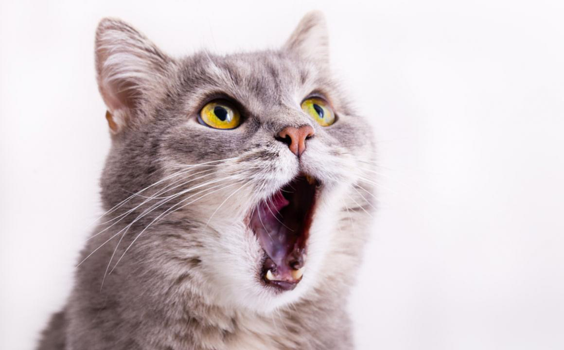 &iquest;Qu&eacute; hacer si mi gato jadea con la boca abierta?