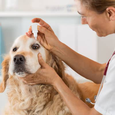 &iquest;Tu perro tiene un ojo inflamado? Descubre qu&eacute; hacer