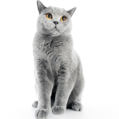 KROLSE KAT: FASEN EN DUUR, GEDRAG EN TIPS