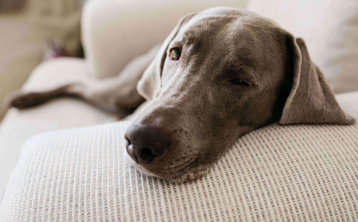 Mon chien a une colite : Sympt&ocirc;mes et traitement