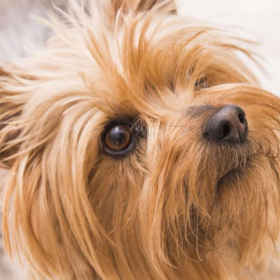 Silky Terrier. Caracteristici și &icirc;ngrijire