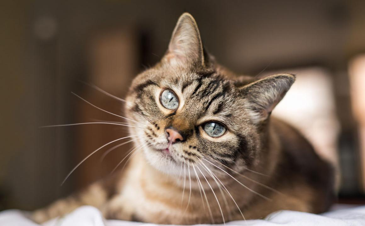 Cosa fare se trovi del sangue nelle feci del gatto