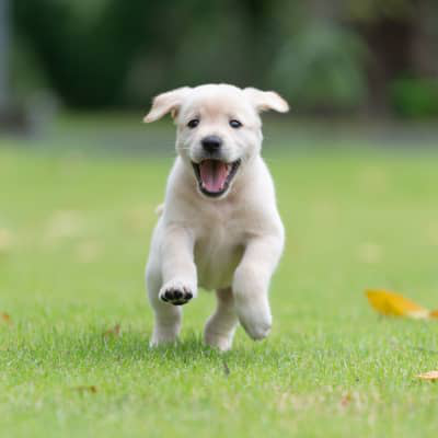 Les &eacute;l&eacute;ments cl&eacute;s du traitement de la teigne chez le chien