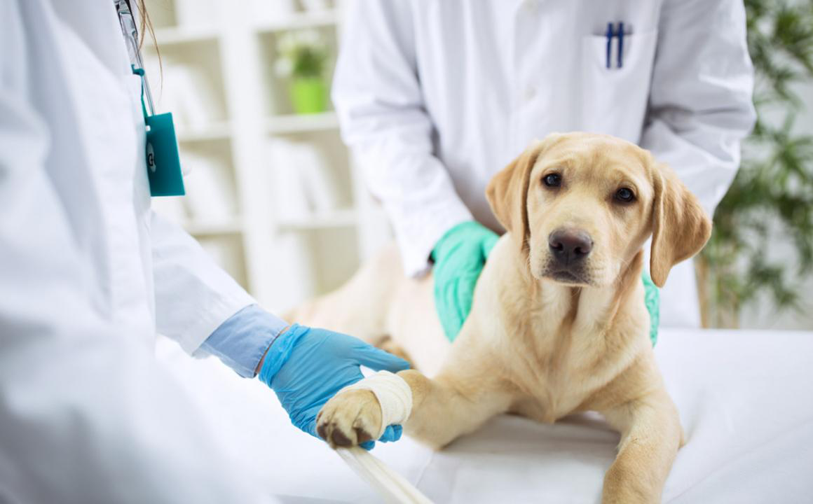 &iquest;Qu&eacute; antiinflamatorio de humano se le puede dar a un perro?