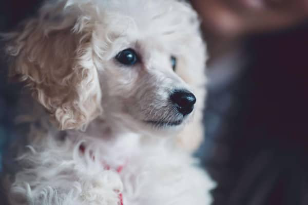SINTOMI DELLA GASTRITE NEL CANE: COME INDIVIDUARLI E AGIRE
