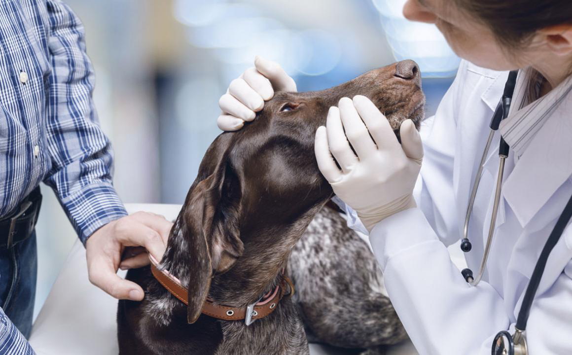Mon chien a les yeux rouges : causes et soins