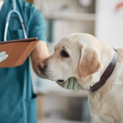 Diabetes en perro: s&iacute;ntomas, causas y tratamiento