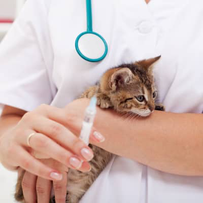 Calendario de vacunas en cachorros de gato: &iquest;cu&aacute;les necesitan?