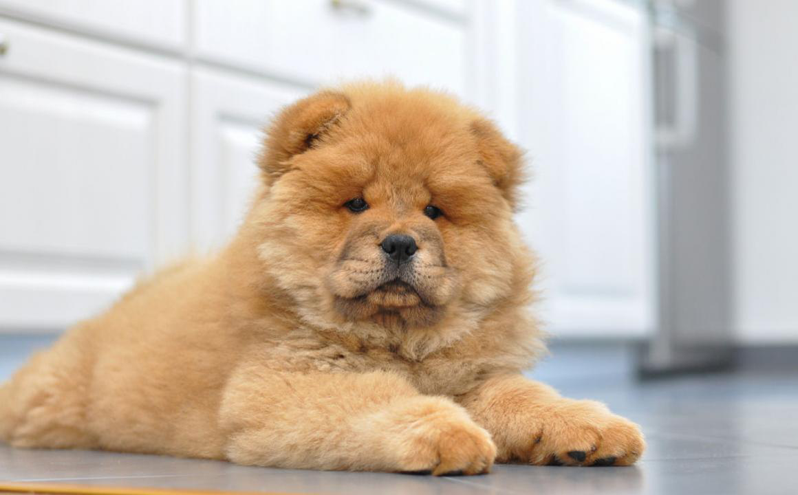 Les chiens et le froid : les chiens ont-ils froid ?