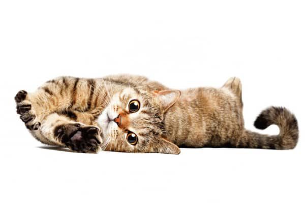 KIZGINLIK D&Ouml;NEMİNDEKİ BİR DİŞİ KEDİ KISIRLAŞTIRILABİLİR Mİ?