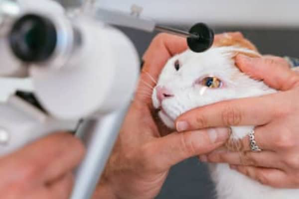 &Epsilon;&Pi;&Iota;&Pi;&Epsilon;&Phi;&Upsilon;&Kappa;&Iota;&Tau;&Iota;&Delta;&Alpha; &Sigma;&Tau;&Iota;&Sigma; &Gamma;&Alpha;&Tau;&Epsilon;&Sigma;: &Alpha;&Iota;&Tau;&Iota;&Epsilon;&Sigma; &Kappa;&Alpha;&Iota; &Phi;&Rho;&Omicron;&Nu;&Tau;&Iota;&Delta;&Alpha;