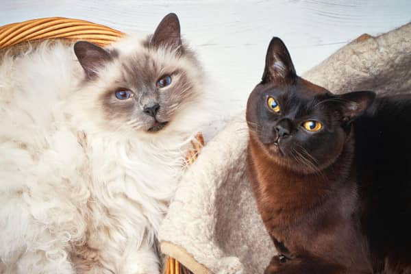 KEDİLERİM BİRBİRİNE SALDIRDIĞINDA NE YAPABİLİRİM?