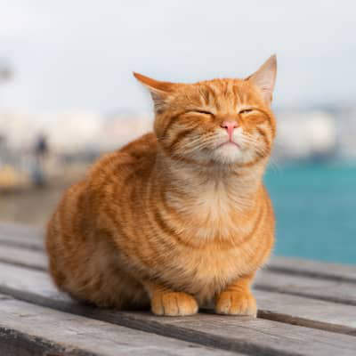 &OElig;d&egrave;me pulmonaire chez le chat : signes et traitement