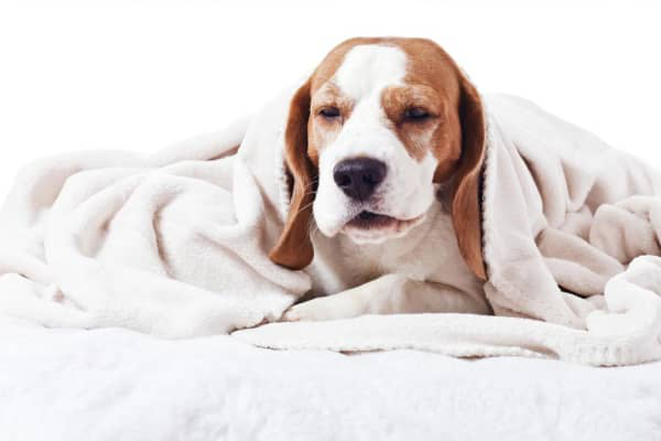 CANE CHE VOMITA: CAUSE E CHE COSA FARE