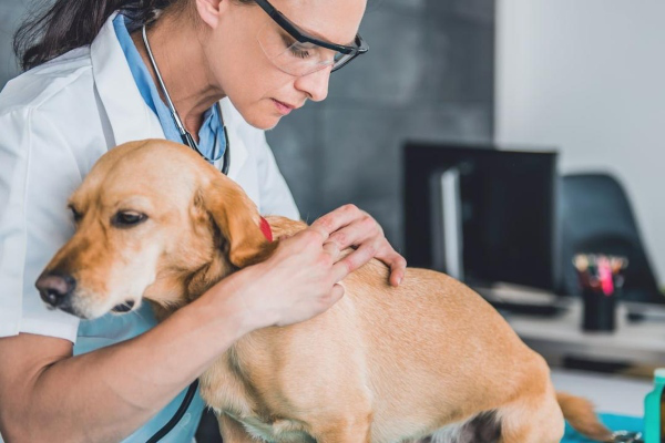 Pourquoi les boutons apparaissent-ils chez le chien ?