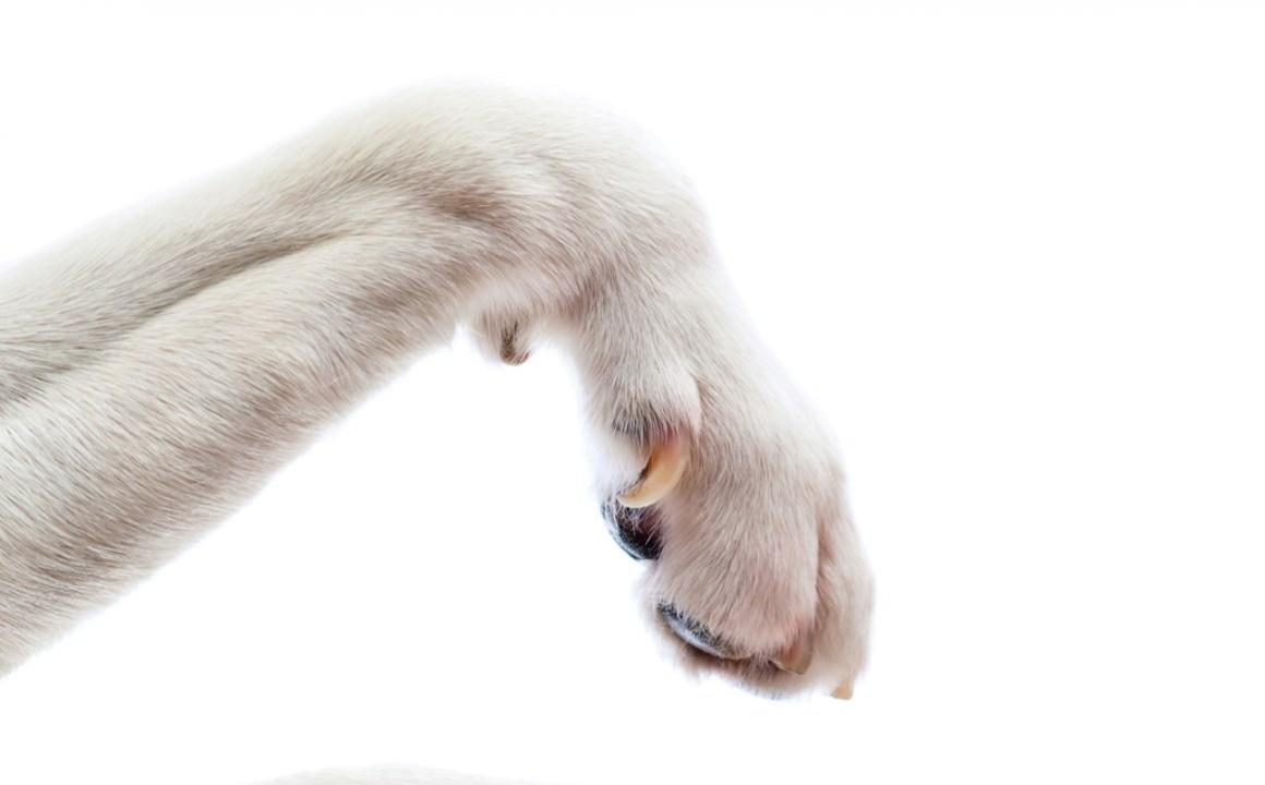 &iquest;Sabes por qu&eacute; se levantan las almohadillas de tus perros? Desc&uacute;brelo aqu&iacute;