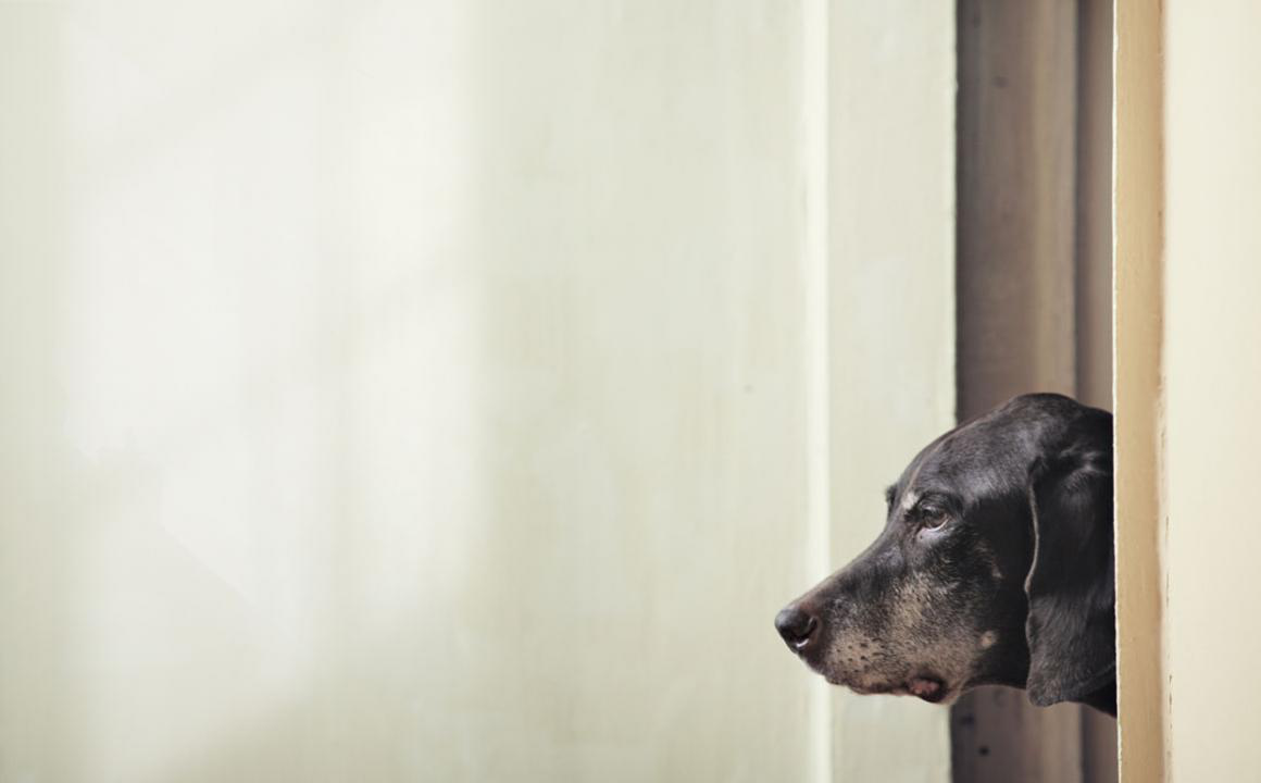 O meu c&atilde;o est&aacute; triste. O que se passa?
