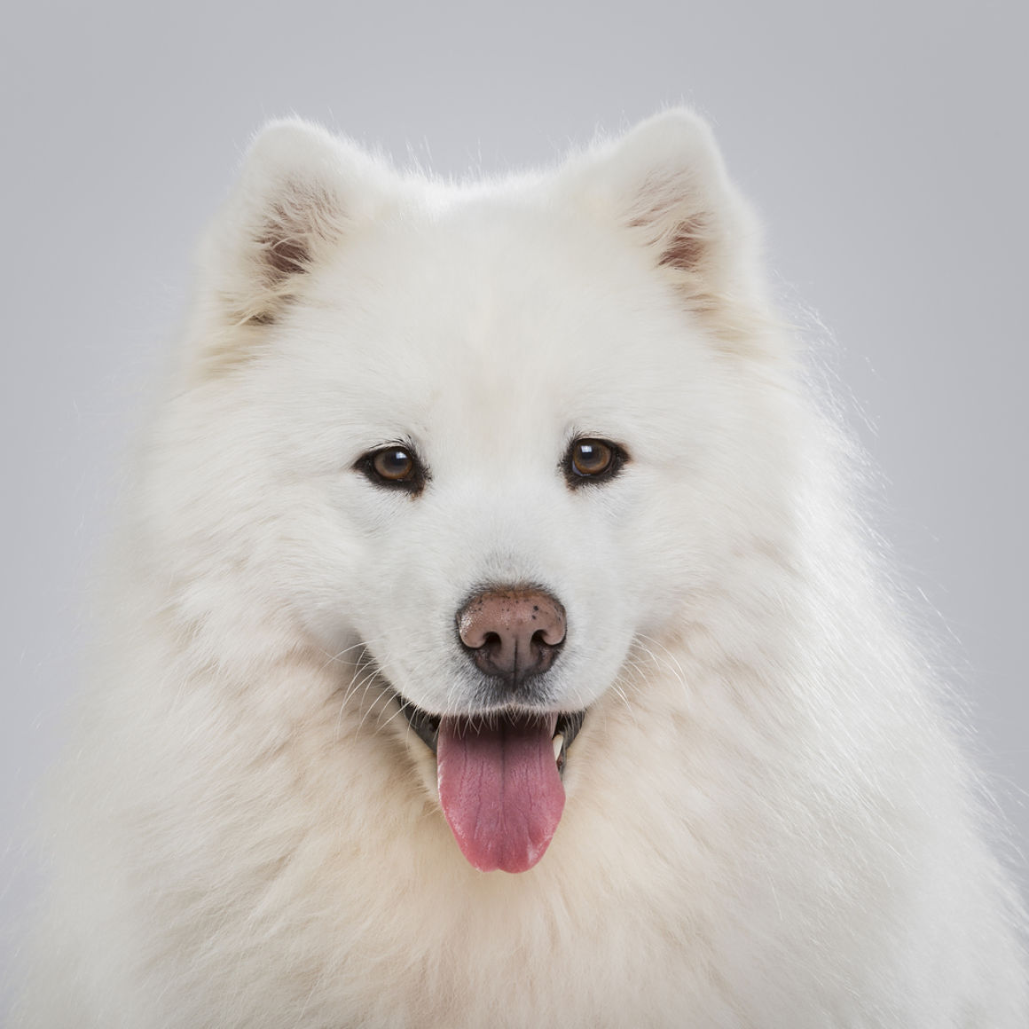 samoyedo_1.jpg