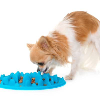 EMPACHO EN PERROS: CAUSAS, S&Iacute;NTOMAS Y PREVENCI&Oacute;N