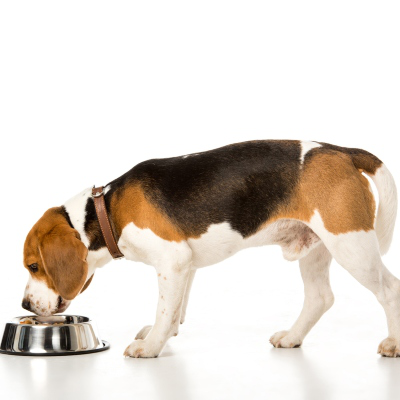 Fibra para perros: beneficios