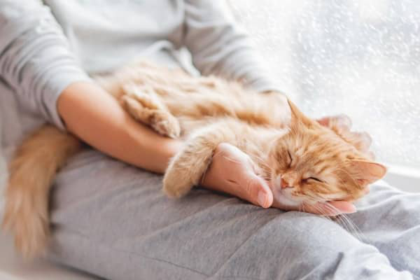 Come rilassare un gatto