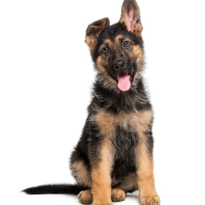 Quanto dura la parvovirosi nei cani?