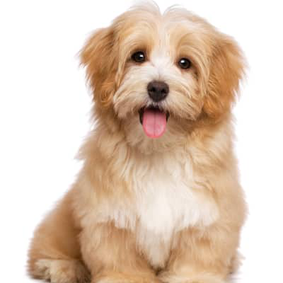 &iquest;Por qu&eacute; dar una comida para perros seg&uacute;n su raza?