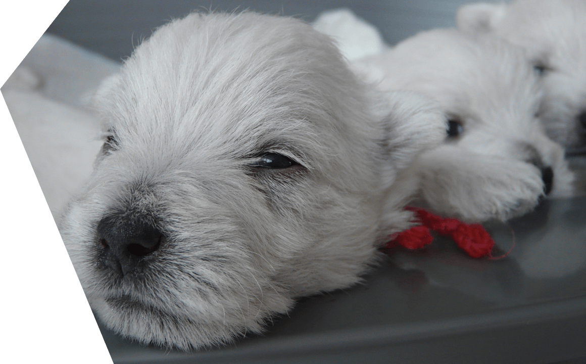 El cadell de West Highland Terrier