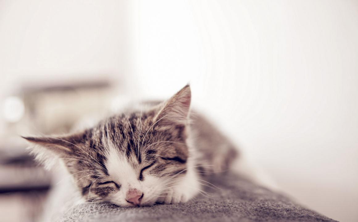 Gatto stanco: cosa gli sta succedendo?