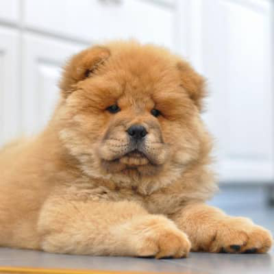C&acirc;inele chow chow