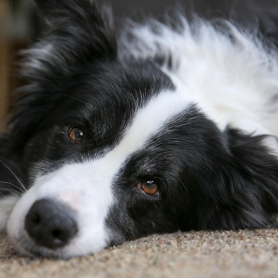 Border Collie: caracteristici și &icirc;ngrijire